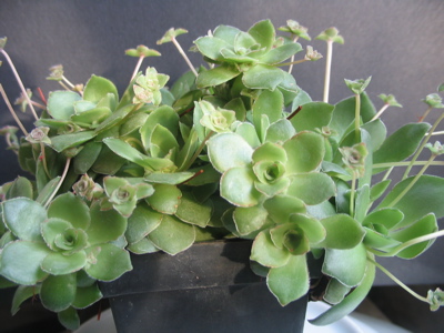 Sedum orbicularis