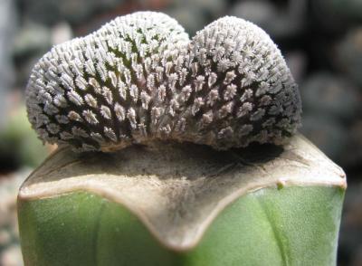 Pfropfung auf Myrtillocactus geometrizans