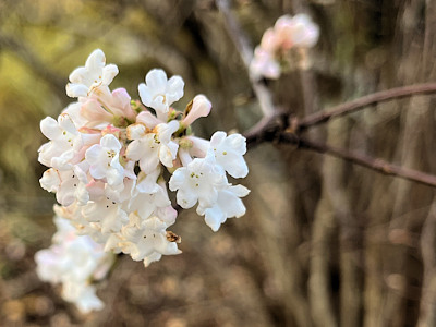 Duft-Schneeball (Viburnum farreri)