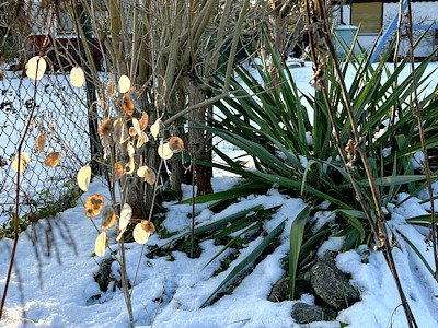 Yucca im Schnee