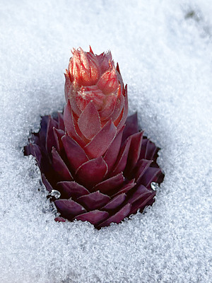 Sempervivum spec.