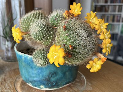 Rebutia marsoneri