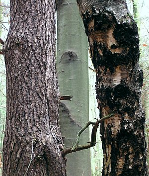 die ungleichen Brüder