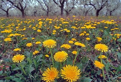 pusteblume