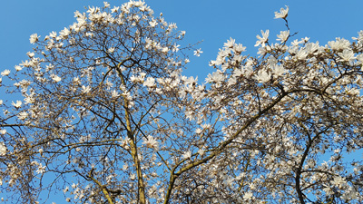 Weiße Magnolie. Foto vom 27. März 2022.