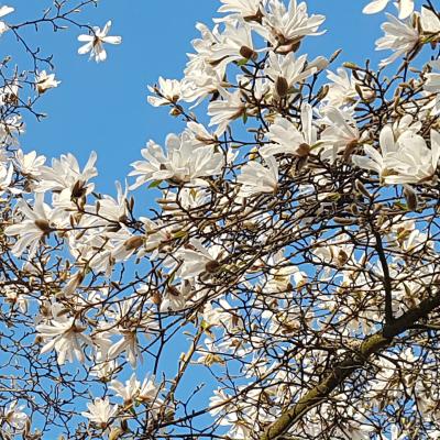 Weiße Magnolie. Foto vom 27. März 2022.
