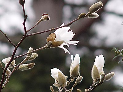 tulpenbaum