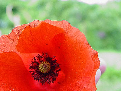 klatschmohn