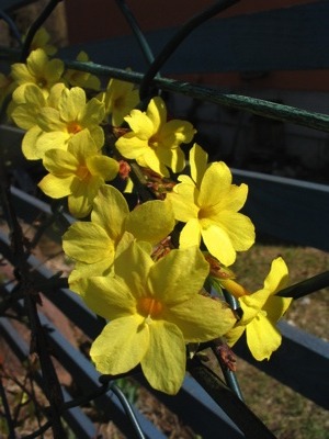 jasminum nudiflorum