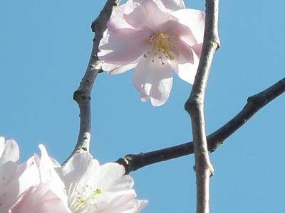 Kirschblüte in Hamburg