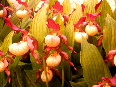 Cypripedium parviflorum x macranthos