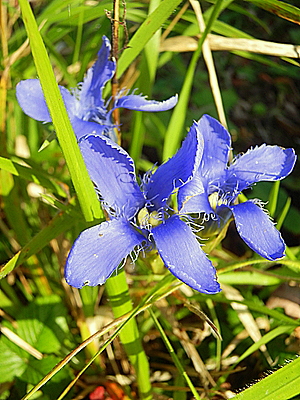 Gewöhnlicher Fransenenzian (Gentianopsis ciliata)