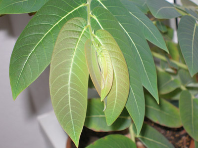 Phyllanthus mirabilis am Tag.