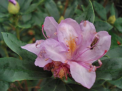 es ist zu mild, der rhododendron blüht ein zweites mal.