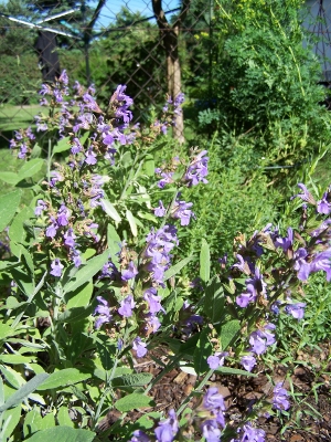 Salvia vulgaris, blühend