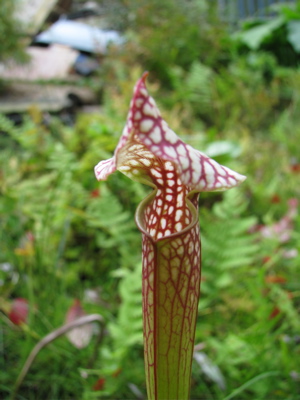 sarracenia leucophylla