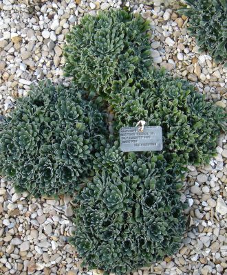 Saxifraga callosa Sm., Anfang Oktober 2006 im Jardin des Plantes, Paris