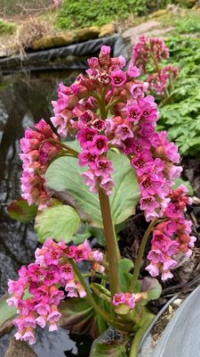 bergenie - saxifragales