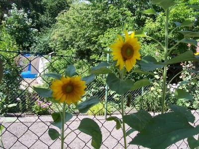 Ein Sommer ohne Sonnenblumen
<br />
nicht auszudenken!