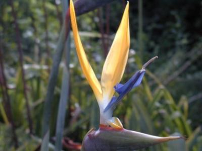 strelitzia reginae oder Paradiesvogelblume, S?dafrika