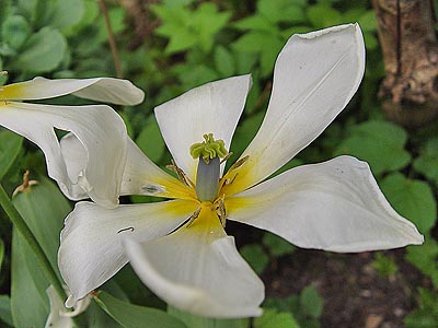 vorhin im garten