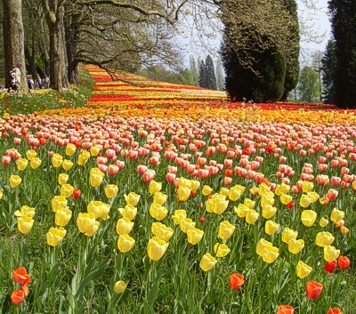 Tulpen auf der Insel Mainau