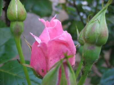 rose (mit schädlingen, glaub' ich)