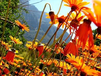 Wiese bei Kirstenbosch