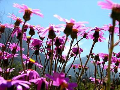 Wiese bei Kirstenbosch