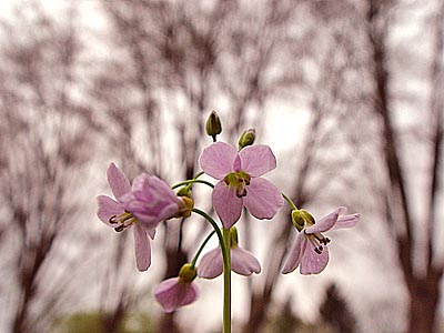 wiesenschaumkraut