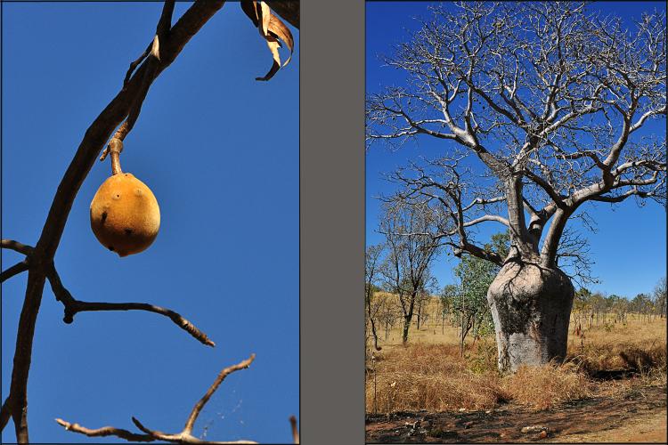 Australischer Baobab (Adansonia gregorii) 