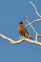 Habichtfalke (Falco berigora)