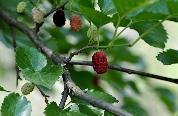 Maulbeeren (Morus)