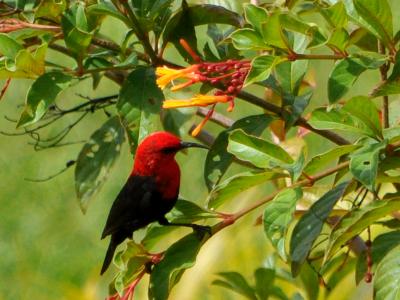 Kardinalshonigfresser (Myzomela cardinalis)