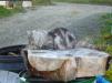 Eine der Katzen: Noodle