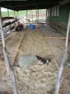 So sah es aus als der Sand und so fertig war und wir das Ding schon etwas "bewohnbar" f&uuml;r die K&auml;lber gemacht hatten. <br />
Vorne liegt ein totes Kalb, auch das geh&ouml;rt auf Farmen dazu.
