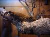 Welington Zoo: Interressantes Reptil