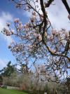 Ein sch&ouml;ner Baum im Garten