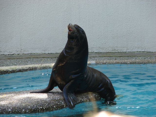 IWantMyFish