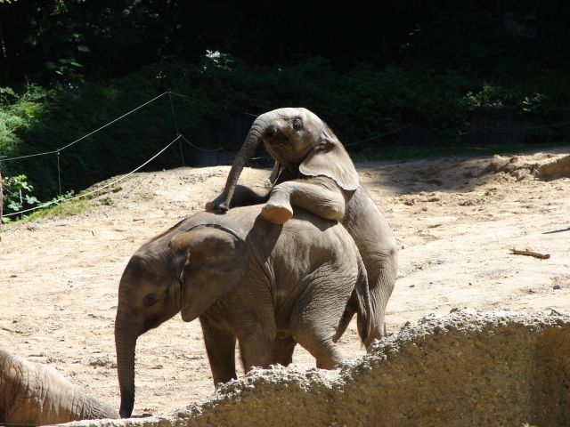 Elephant