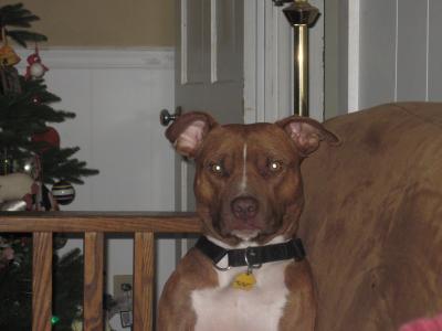 Mein Hund heiß "Mud"
<br />
Mein Hund heiß "Mud"
<br />