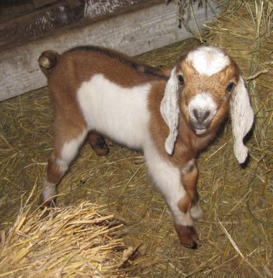 Georg die neue Böcklein Georg die neue Böcklein