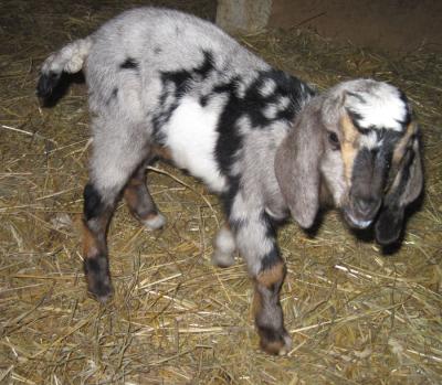 Gerda die neue Zicklein