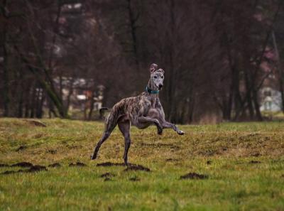 Galgo Arri sucht noch