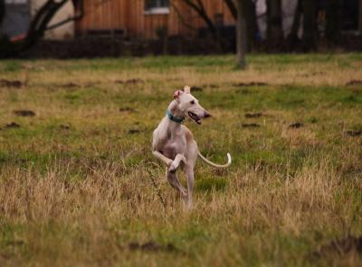 Galga Blanca aka Blondie hat alles im Blick