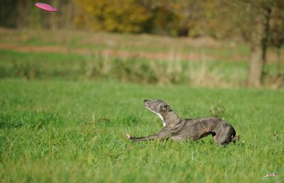 Frisbee 1