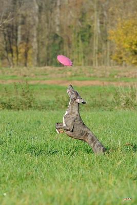 Frisbee 2