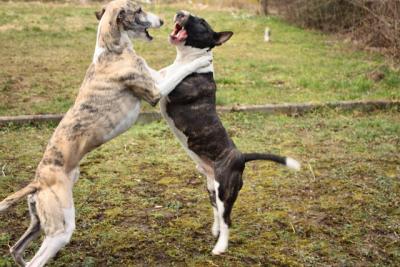 Kampfhunde unter sich - oder: so sehen Sieger aus!