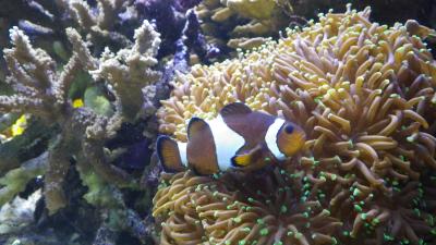 hier wohnt Nemo im Sommerurlaub  fernab des Tourismus