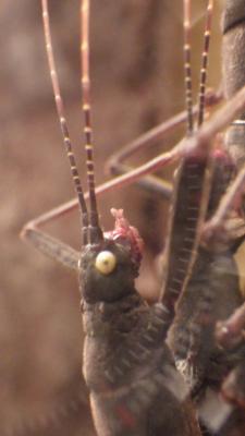 die sind aus Lakritze mit Augen und Muendern aus Zuckerkuegelchen